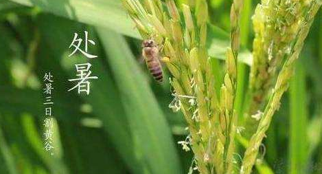 明日處暑，秋涼漸至-水蜜桃免费视频蜜桃视频网站观看免费网页機
